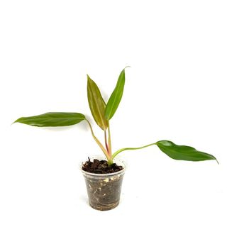 (Category: ) located in . Submitted by foliage.factory (Listing ID 1155194437, Image 1). Description: .