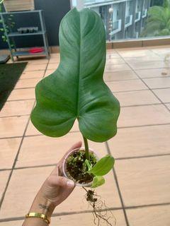 Philodendron Violin Variegated/ Philodendron Bipennifolium Variegated