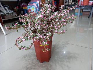 (Category: ) located in . Submitted by pradeepan69 (Listing ID 1155221877, Image 1). Description: .