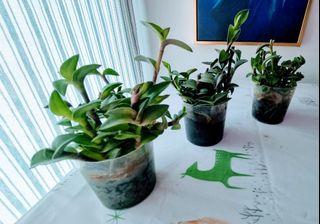 [Trading] 4x Spiderwort Tradescantia Plants for FREE