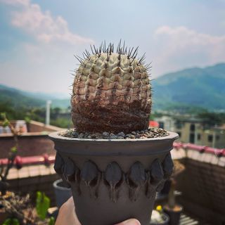 （分類：）位於 。 由 caudex.jc 提交（商品編號 1155331911，圖片 1）。簡介： 。