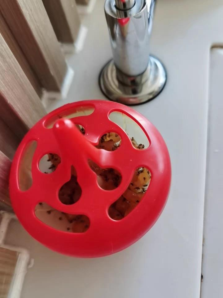 Japanese Fruit fly trap killer HIGHLY EFFECTIVE, Furniture & Home