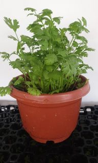 (Category: ) located in . Submitted by gardeningsolution (Listing ID 1155366500, Image 1). Description: .