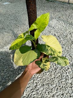 (Category: ) located in . Submitted by mostlyplants (Listing ID 1155411364, Image 1). Description: .