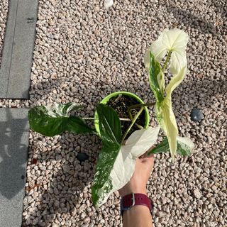 (Category: ) located in . Submitted by madgiraffe (Listing ID 1155343951, Image 1). Description: .