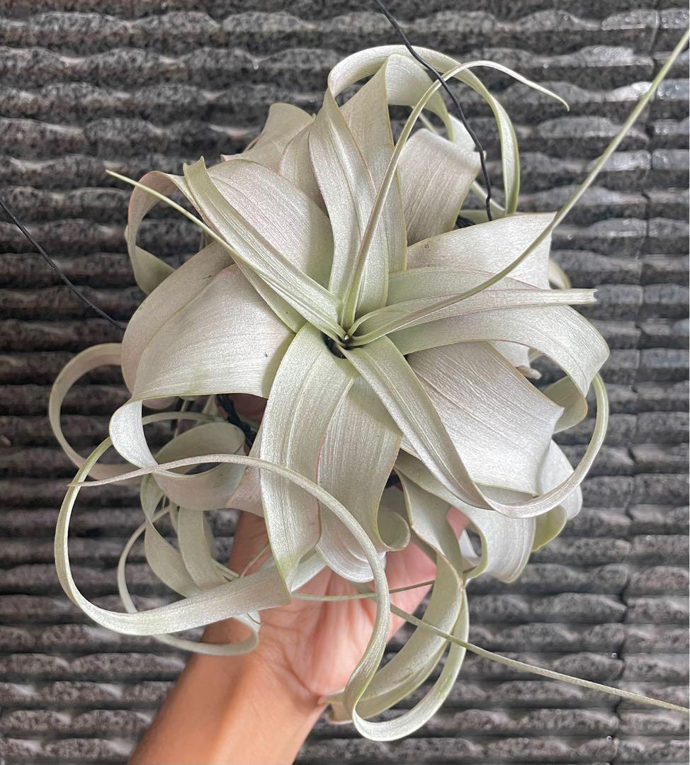 Xerographica airplant king of Airplants tillandsia air plant air plants ...