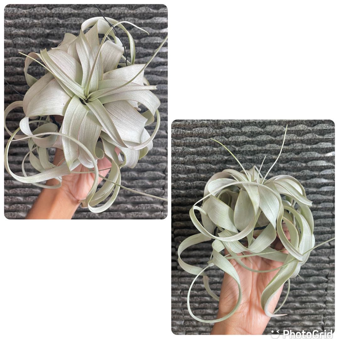 Xerographica airplant king of Airplants tillandsia air plant air plants ...