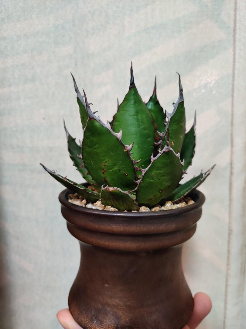 強刺霍利達龍舌蘭Agave Horrida （多肉塊根塊莖植物）非嚴龍非仁王冠非