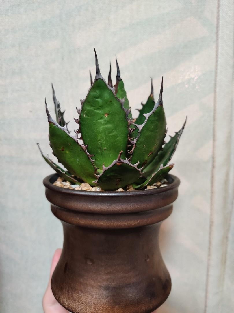 強刺霍利達龍舌蘭Agave Horrida （多肉塊根塊莖植物）非嚴龍非仁王冠非