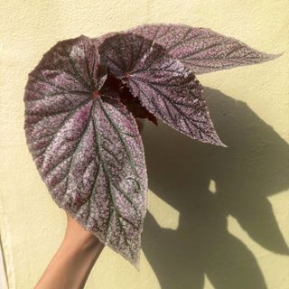 (Category: ) located in . Submitted by plant.anything (Listing ID 1155559248, Image 1). Description: .