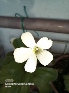 (Category: ) located in . Submitted by sgkillerplants (Listing ID 1155570667, Image 1). Description: .