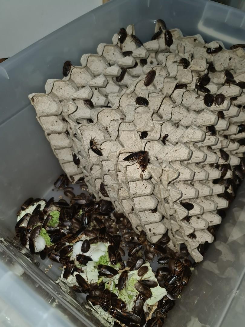 Northern Gecko Frozen Gutloaded Dubia Roaches