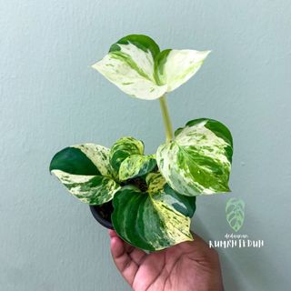 (Category: ) located in . Submitted by rumahteduhipoh (Listing ID 1155678368, Image 1). Description: .