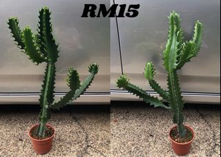 (Category: ) located in . Submitted by buatsemua (Listing ID 1155616655, Image 1). Description: .
