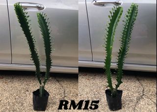 (Category: ) located in . Submitted by buatsemua (Listing ID 1155617346, Image 1). Description: .