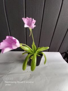 (Category: ) located in . Submitted by sgkillerplants (Listing ID 1155572122, Image 1). Description: .