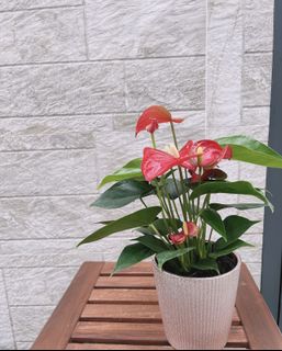 （分類：）位於 。 由 cc113_belice_backyard 提交（商品編號 1155574569，圖片 1）。簡介： 。
