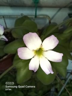 (Category: ) located in . Submitted by sgkillerplants (Listing ID 1155571444, Image 1). Description: .