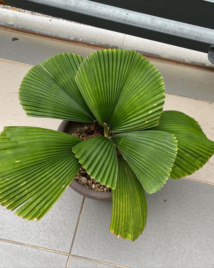 licuala orbicularis, Furniture & Home Living, Gardening, Plants & Seeds