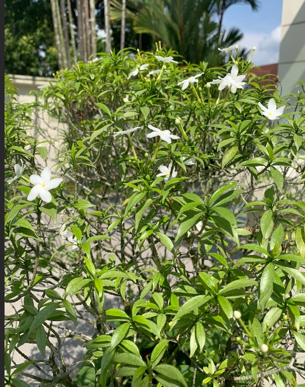 Medium sized Jasmine Plant, Furniture & Home Living, Gardening, Plants ...