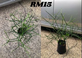 (Category: ) located in . Submitted by buatsemua (Listing ID 1155617797, Image 1). Description: .