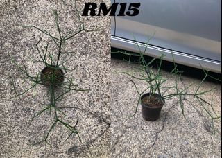 (Category: ) located in . Submitted by buatsemua (Listing ID 1155617986, Image 1). Description: .