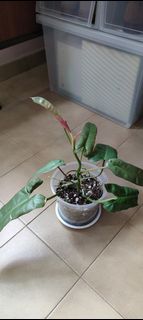 (Category: ) located in . Submitted by plantbaos (Listing ID 1155555243, Image 1). Description: .