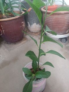 (Category: ) located in . Submitted by shaaas (Listing ID 1155644119, Image 1). Description: .