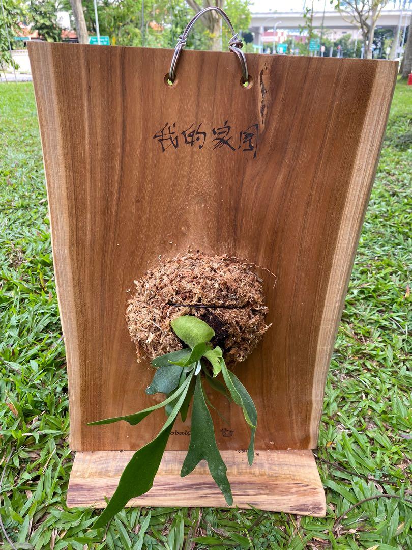Staghorn Fern Mounting Board, Furniture & Home Living, Gardening, Pots