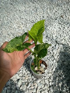 (Category: ) located in . Submitted by mostlyplants (Listing ID 1155562682, Image 1). Description: .