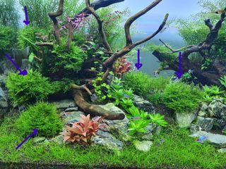 Weeping Moss for Sale