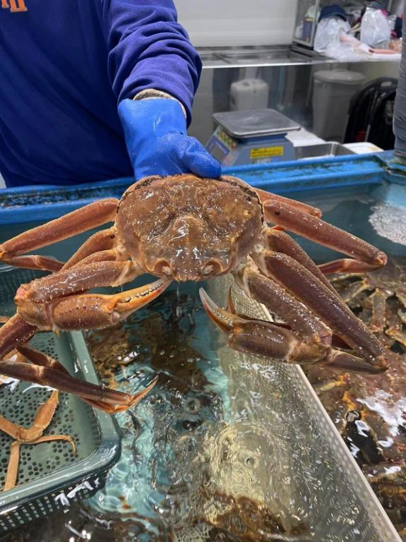 北海道活松葉蟹每隻約1 5kg 2kg 嘢食 嘢飲 新鮮食品 Carousell