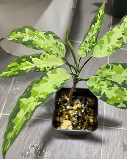 （分類：）位於 。 由 thelostforest 提交（商品編號 1155766292，圖片 1）。簡介： 。