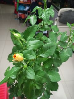 (Category: ) located in . Submitted by pradeepan69 (Listing ID 1155750187, Image 1). Description: .