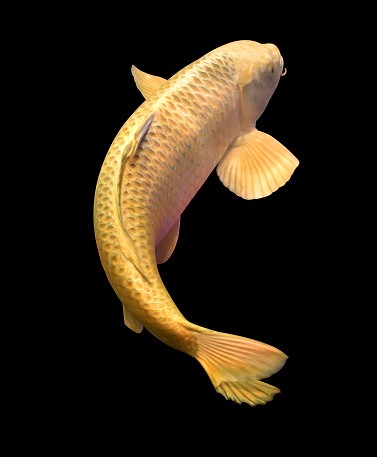 Golden koi for sale Sports Equipment Fishing on Carousell