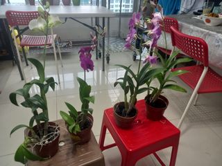 (Category: ) located in . Submitted by pradeepan69 (Listing ID 1155750563, Image 1). Description: .