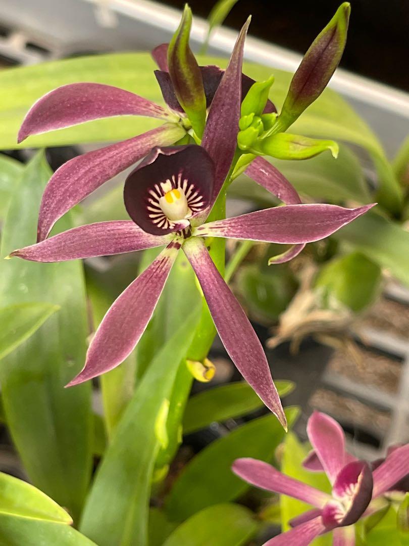 Rare & Unique Colored Orchid for Sale Epicattleya Black Comet