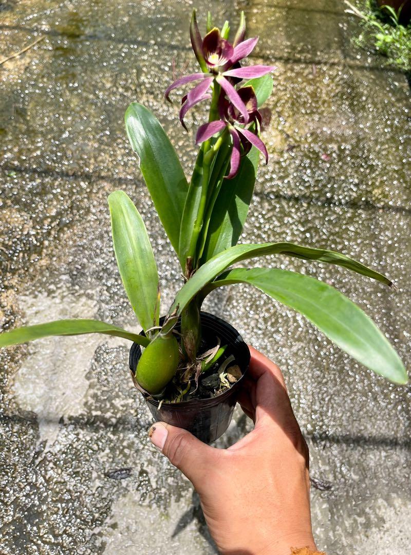 Rare & Unique Colored Orchid for Sale Epicattleya Black Comet