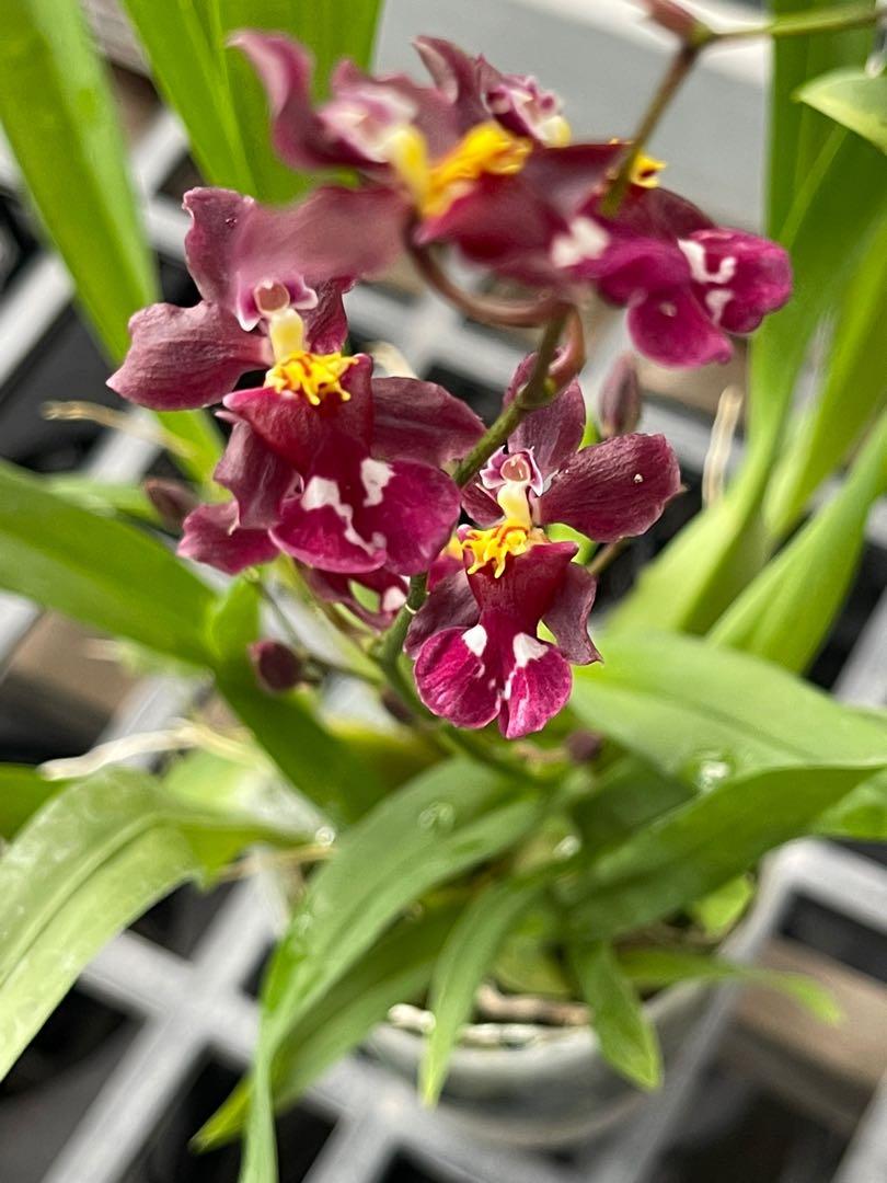 Rare Orchid for Sale > Oncidium Tariflor Lady Orchid with Fragrance