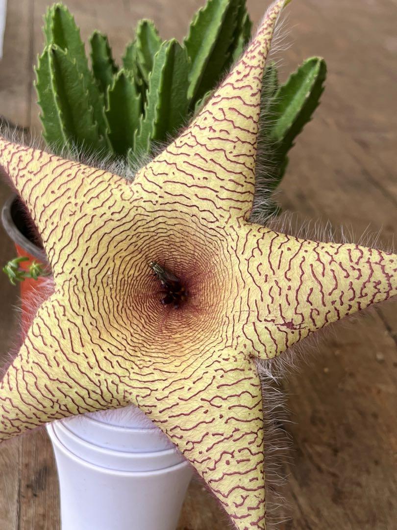 Stapelia Gigantea 大花犀角 Furniture Home Living Gardening Plants Seeds On Carousell