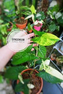 (Category: ) located in . Submitted by skplant (Listing ID 1155756752, Image 1). Description: .