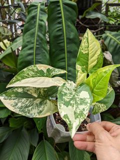 (Category: ) located in . Submitted by plantplayground (Listing ID 1155851482, Image 1). Description: .
