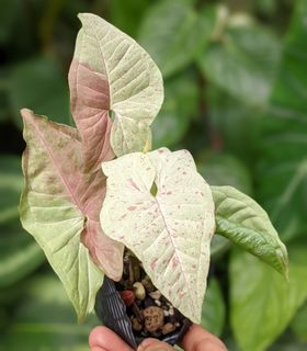 (Category: ) located in . Submitted by plantplayground (Listing ID 1155849079, Image 1). Description: .