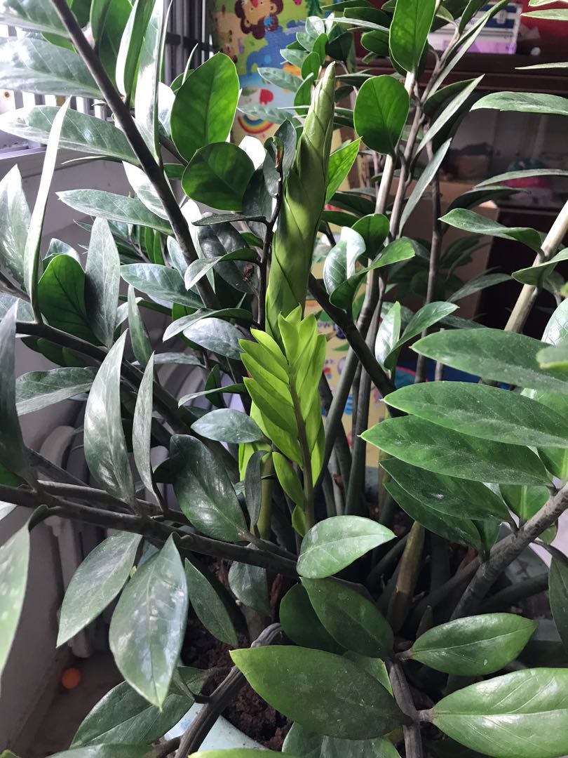 Zambia plant in pot (large), Furniture & Home Living, Gardening, Plants