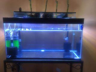 50 gallons Aquarium with stand & accessories (complete)