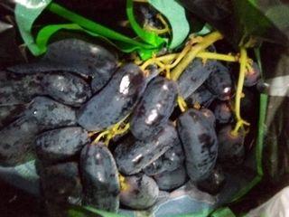 Australia Sweet Sapphire Black Seedless Grapes 10kls