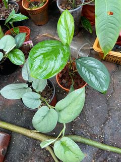 (Category: ) located in . Submitted by plantsnpetals (Listing ID 1155977671, Image 1). Description: .