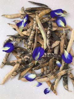 FREE  20 Multi-Petals Blue Pea Seeds