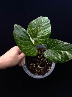 (Category: ) located in . Submitted by thebotanicalassembly (Listing ID 1155986239, Image 1). Description: .