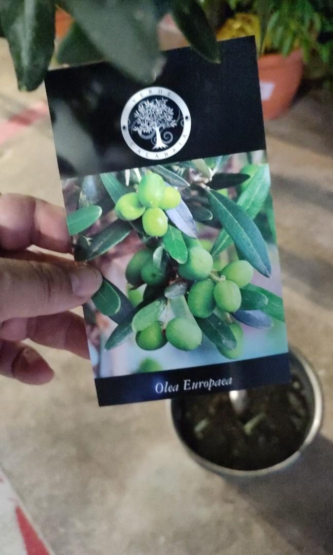 olive tree, Furniture & Home Living, Gardening, Plants & Seeds on Carousell